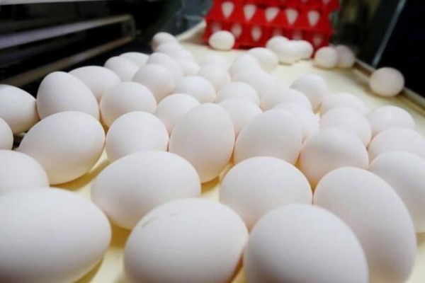 تصویر 1 از خرید تخم مرغ صادراتی + قیمت فروش استثنایی